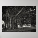 Search for banyan posters Tropical