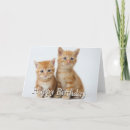 Search for ginger cat cards Photography