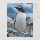 Search for antarctica postcards Antarctic peninsula