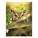Search for owl portrait posters Raptor