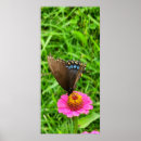 Search for swallowtail posters Flowers