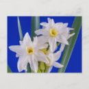 Recherche de narcisses cartes postales Printemps