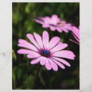 Recherche de marguerite prospectus Fleur