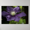 Search for clematis posters Photograph
