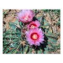 Search for barrel cactus posters Cacti