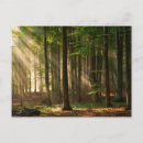 Search for deciduous forest Outdoors
