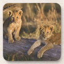 Recherche de masai mara dessous de verres Pic lincoln