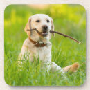 Search for labrador coasters Cute