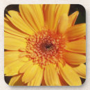 Recherche de gerbera dessous de verres Jaune