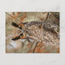 Search for horn postcards Owl
