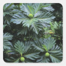 Recherche de polynésie française autocollants Pacifique