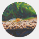 Search for shrimp stickers Aquatic