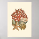 Recherche de coquillages posters Étoile de mer