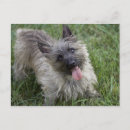 Recherche de cairn cartes postales Terrier