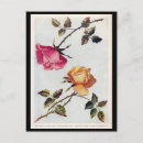 Recherche de rose victorien rose cartes postales Vintage