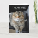 Recherche de jolie image de chat Mignon