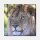 Search for lion predator magnets Animal