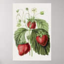 Search for fraises Illustration