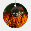 Search for bugs ornaments Beetle