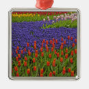 Search for grapes grape ornaments Red