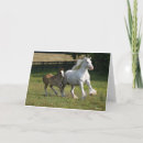 Search for gypsy vanner horse cards Breed