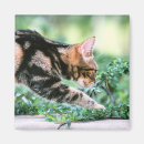 Recherche de concentration magnets Animal