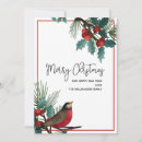 Search for robin redbreast christmas cards Holly