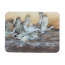 Recherche de grue magnets Nature