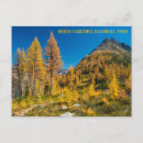 Search for larch postcards Autumn