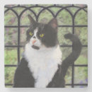 Search for tuxedo cat coasters Black and white cat