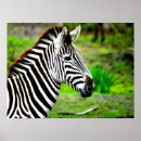 Recherche de rayures zèbre posters Animal