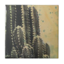 Search for cactus tiles Desert
