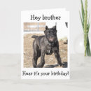Search for mastiff birthday cards Cane corso