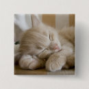 Search for sleeping buttons Pets