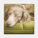 Search for sofa magnets Indoors