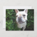 Search for frenchies postcards French bulldog