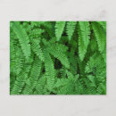 Recherche de fougères cartes postales Foune