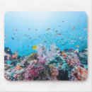 Recherche de poissons tropicaux tapis souris Plage