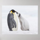 Recherche de poussin pingouin posters Animal