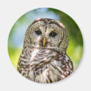 Search for owl feathers magnets Owls