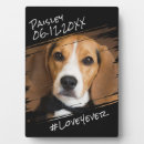 Search for simple plaques Dog