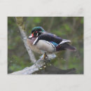 Search for wood ducks postcards Nature