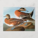Search for audubon postcards Duck