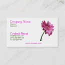 Recherche de marguerite rose de gerbera cartes visite Marguerites