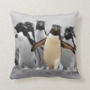 Recherche de rockhopper Oiseaux