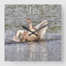 Recherche de cygne horloges Sauvagine