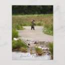 Search for brown vertical postcards Cub