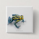Search for frog square buttons Reptile
