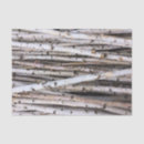 Search for birch tissue paper Trees