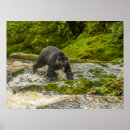 Search for british columbia posters Black bear